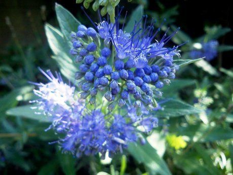 Голубые и синие летники семенами в грунт. Названия и описания маленьких и больших голубых цветов